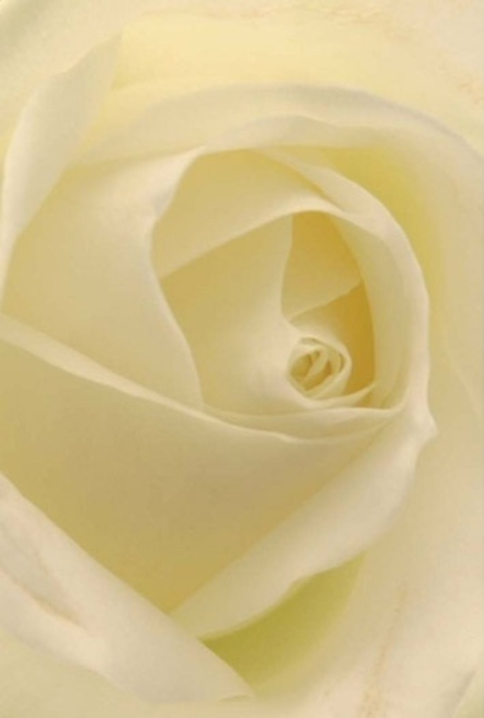 The serenity of a white rose is on full display in this intimate portrait, as if you were kneeling just beside a quiet garden near Wembley Central. Each petal is a study in tranquil artistry-dusted with cream, shading into purest ivory, and spiralling inward in immaculate succession. The light across the petals is gentle, almost reverent, illuminating the delicate textures and casting soft, ephemeral shadows that lend dimension and soul to the bloom. A sense of refined emotion infuses every curve: this is a flower that whispers of comfort and hope, much as Wembley's peaceful neighbourhoods cradle their cherished stories. At Flowers Wembley, the skillful composition and flawless arrangement showcase a florist's respect for nature's detail-a seamless blend of sophistication and heartfelt intention. As you imagine holding this rose, imagine also the faint coolness of dawn and the exquisite scent that lingers, faint but profound, like a memory you wish never to fade. This white rose is chosen for moments that matter: weddings, farewells, admired milestones, and all the subtle ways we mark love or remembrance in Wembley.